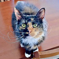 「抱っこ！」「撫でて」アピールするエカちゃん（画像提供：sakosakoさん）