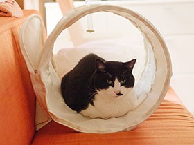 脱走の気配なし　元野良猫「ぽんた」保護前の心配は不要だった（16）