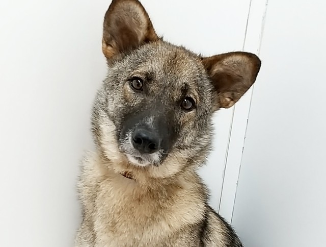 マイペースで穏やかな保護犬・ミネアちゃん