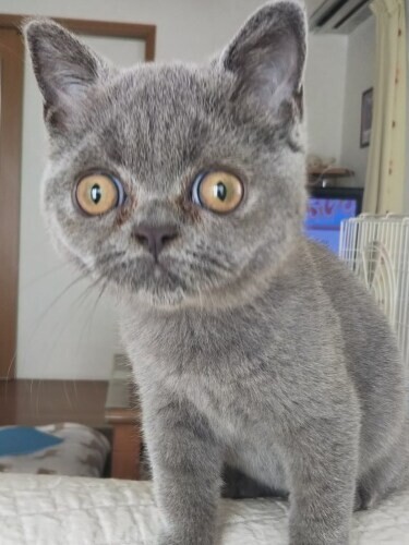 家にきたころの「あんこ」