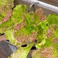 レタス栽培でプランター代わりに使ったのは100均の商品／ぽたろうの家庭菜園HACKさん（@HACK1136）提供＝画像をトリミングしています