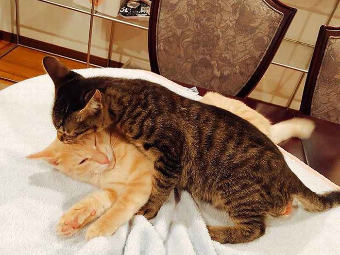 弟のロイ王子に遊んで攻撃