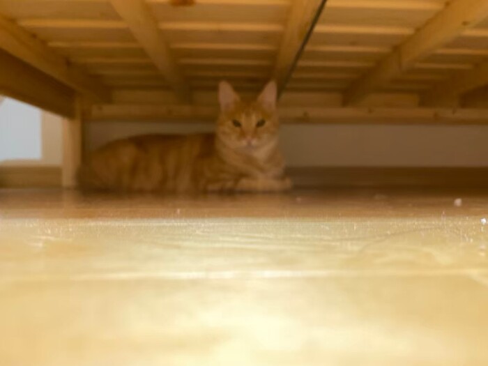 新しく買ったベッドの下に潜るきなこ