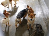 犬ビジネスの「闇」　流通システムが犬を殺す①
