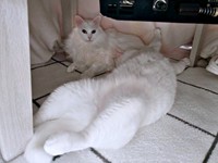 こたつの中で丸くならない（奥）くうちゃん、（手前）ねるくん（画像提供：くうねるさん）