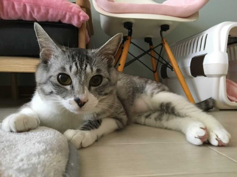 家にきたころの「ひなた」