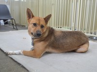 蓮ちゃんのお母さん・クララ