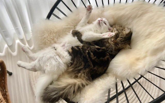 血は繋がっていないが、まるで本物の兄弟のよう＝めるちょとまおまおさん（@meltube_cat）提供