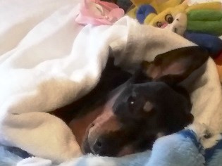 犬は最期、飼い主を待ってくれると言うけれど①