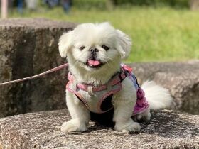 とってもぶさいく　でも家族になるならこの子と決めたペキニーズの「ペコ」