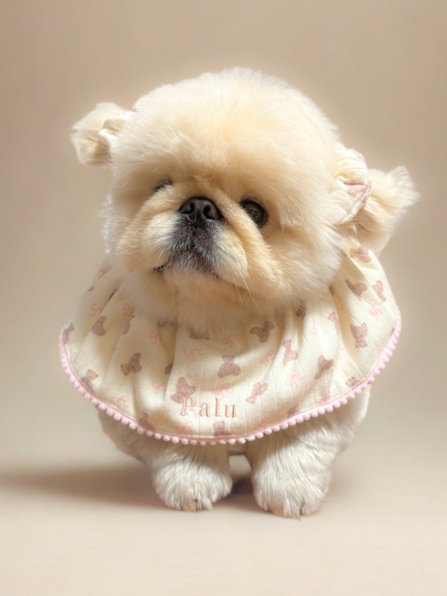 ちまっ…（としているように見えるけど…）（画像提供：ペキニーズのぱるくん）