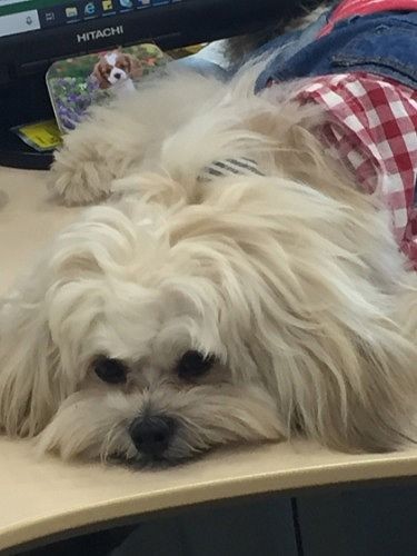 オフィスに来た二朗　（提供写真）