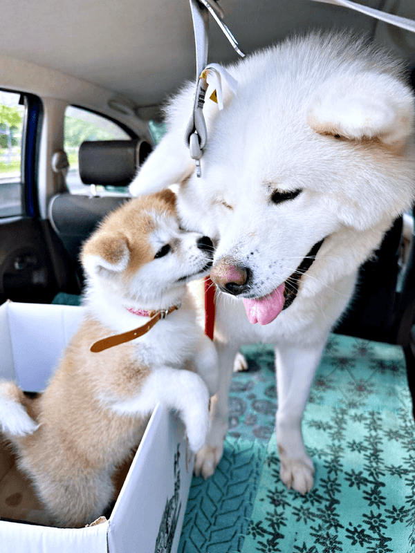 小さな縁ちゃんに優しく寄り添う姫ちゃん（画像提供：姫ちゃん縁ちゃん）