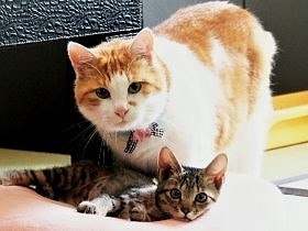 体は大きいのに小心、おっとり猫　子猫たちの教育ボランティアに