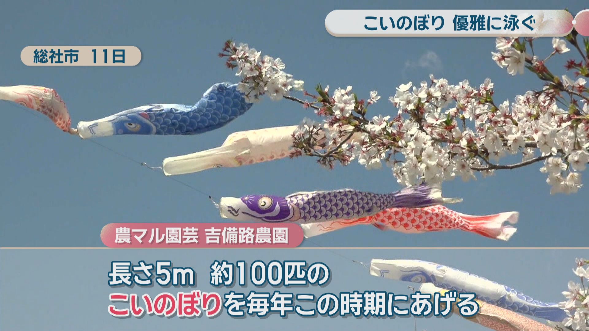 観光農園に約100匹のこいのぼり 色とりどり、大空を優雅に 岡山・総社