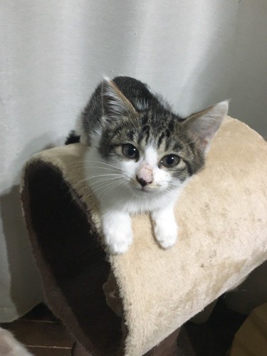 ゆずとお見合いして帰った後、「姉妹です」と届いたすずの写真。冷蔵庫の隅に隠れて出てこなかったそう（猫部はなはた提供）