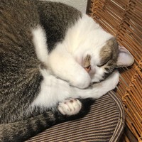 ぐっすり眠る姿に癒される