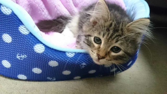 2016年8月、レオが我が家の家族になりました