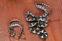 猫が持ち帰ったシロマダラ＝島根県西ノ島町美田、安達和良さん方