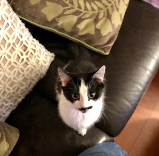 生後数カ月の頃の虎徹（まりさん提供）