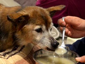 老犬を介護する施設　コミュニティの中で犬にも飼い主にも効果