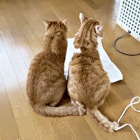 仲良く寄り添ってくつろぐ（左から）ポーチくん、若林くん（画像提供：たいしおさん）