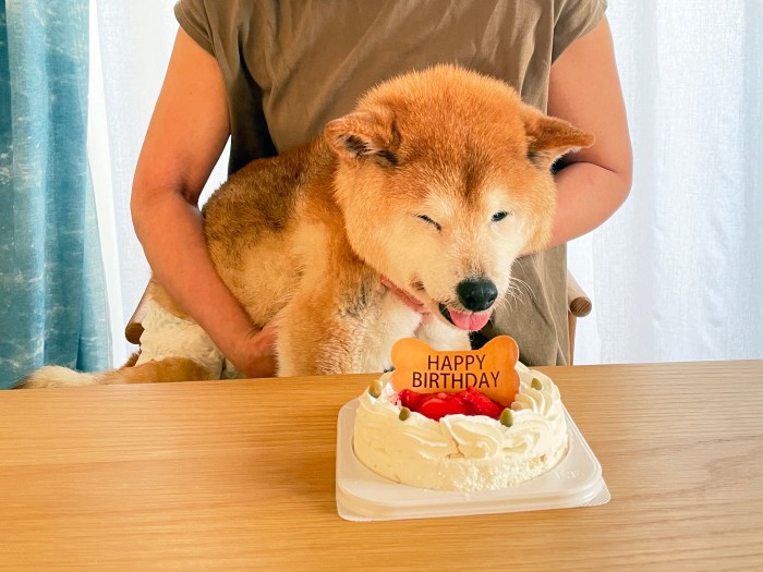 16歳にしてケーキの味を覚えた愛犬モカ