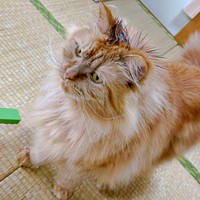 頭に油がついてしまったからしくん（画像提供：いわし先生さん）