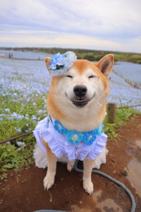 笑顔満点のロコちゃんPart4（提供：柴犬ロコさん）