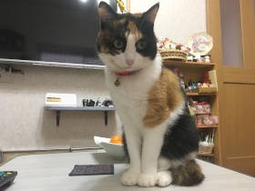 ガレージに子猫が入った段ボール箱　小さな三毛はよく食べて幸せに