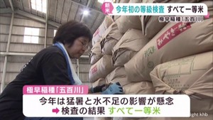 今季初の新米等級検査　極早稲種の五百川全てが一等米　猛暑と水不足の影響見られず