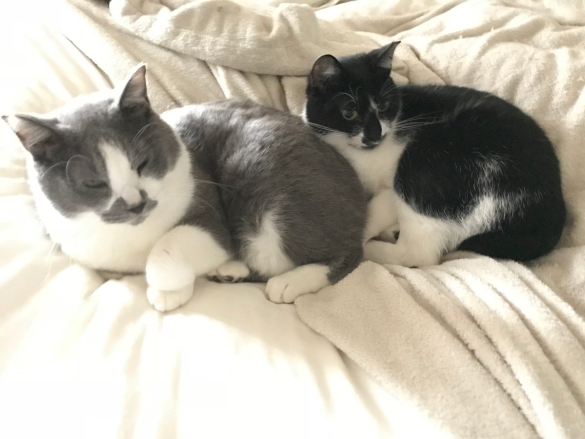 64beafc3d7cb3290548c7e51b0721c