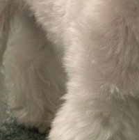 異臭がする？ワンちゃんの脇（ぷりてぃーぬさん提供）※画像はトリミングしています
