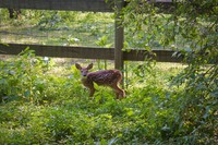 動物保護団体が京都府南丹市にて「野生の子鹿」を保護。南丹市の見解は？（Jeff/stock.adobe.com）※画像はイメージ