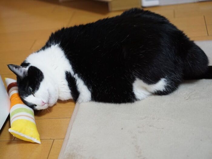 「猫ミントにうっとりして…そうしたらストレスないよ」