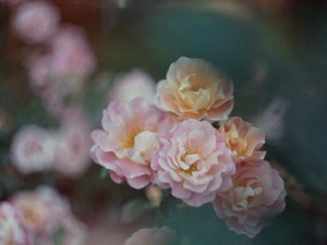 「最後までやり通しなさい」。父の言葉に隠れていた後悔しない人生を選択すること