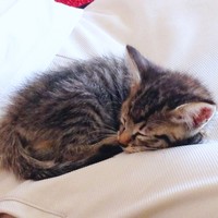 保護当時、とても小さかったさっちゃん（画像提供：さっちゃ〜ん）