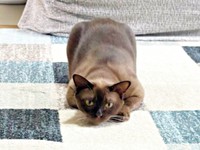 獲物を狙う体勢に入ったクウちゃん（画像提供：Daiさん）