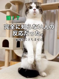 「誰！？」 リビングからパパを見つめるこたろうくん（画像提供：こたとつーちゃんと時々おたまさん）