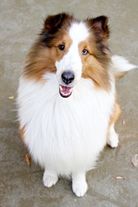 カメラ目線でイケワンショットが素敵な天ちゃん（画像提供：むじゅっとてんちゃんさん）