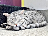 すやすや安心して眠るしじみくん（画像提供：しじみとんさん）