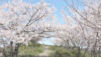 山頂へ続く小道の両脇に咲く桜