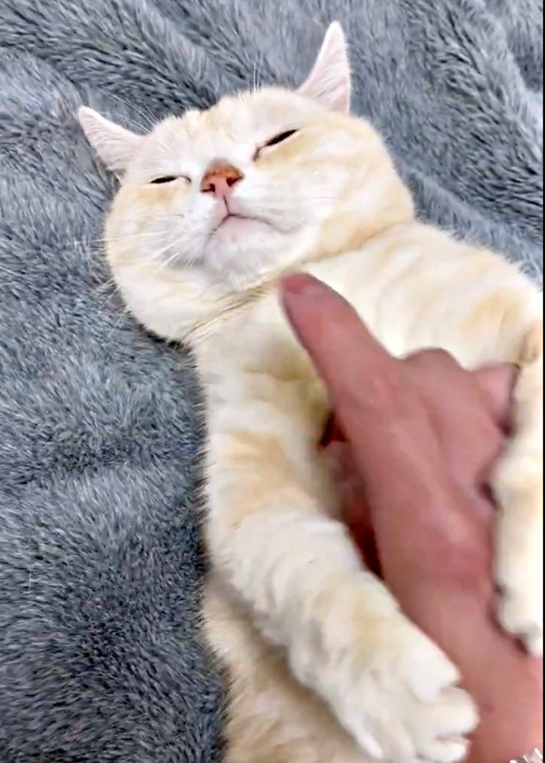 さくらちゃんのお顔を撫でようとすると…？（画像提供：さくらとかえでさん）