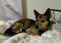 日中はベッドの下が定位置だけど、夜になると上がってくつろぐかえでちゃん