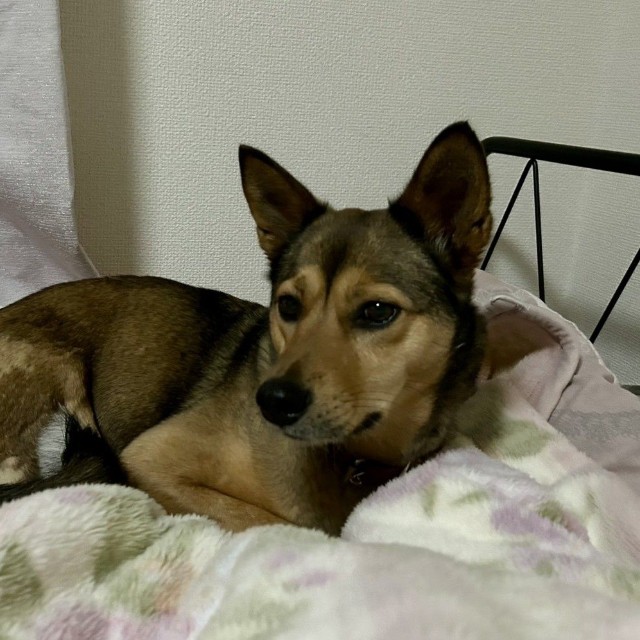 日中はベッドの下が定位置だけど、夜になると上がってくつろぐかえでちゃん