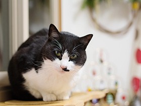 家に迎えて１年　私をガラリと変えた猫「ぽんた」の力に驚く（27）