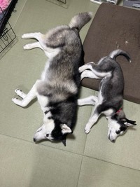 大きいラニちゃんと、小さなレアちゃん（提供：LANI♡LEA🐺さん）