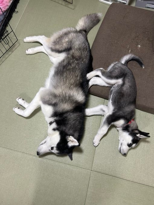 大きいラニちゃんと、小さなレアちゃん（提供：LANI♡LEA🐺さん）