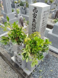 先祖代々の墓をどうするか…