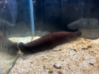 ニセクロナマコ(提供:四国水族館)